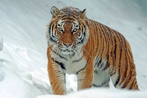 25 самых смертоносных животных на планете