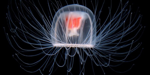 15 самых невероятных животных-долгожителей